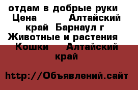 отдам в добрые руки › Цена ­ 100 - Алтайский край, Барнаул г. Животные и растения » Кошки   . Алтайский край